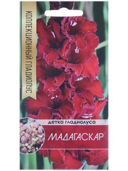 Клубнепочка гладиолуса Мадагаскар (темно-бордовый), 5 шт.