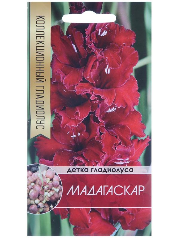 Клубнепочка гладиолуса Мадагаскар (темно-бордовый), 5 шт.