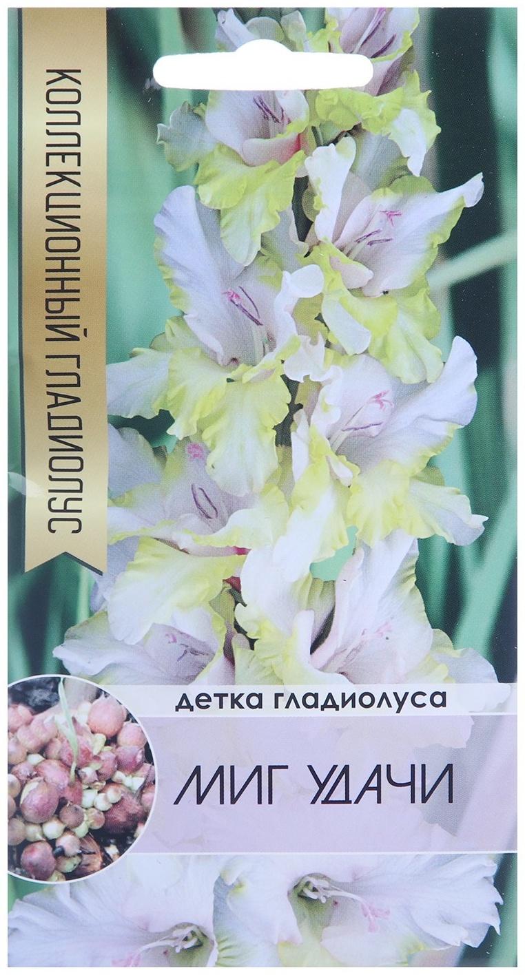 Клубнепочка гладиолуса Миг удачи (бело-желтый), 5 шт.