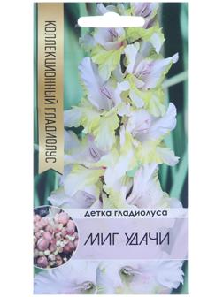 Клубнепочка гладиолуса Миг удачи (бело-желтый), 5 шт.