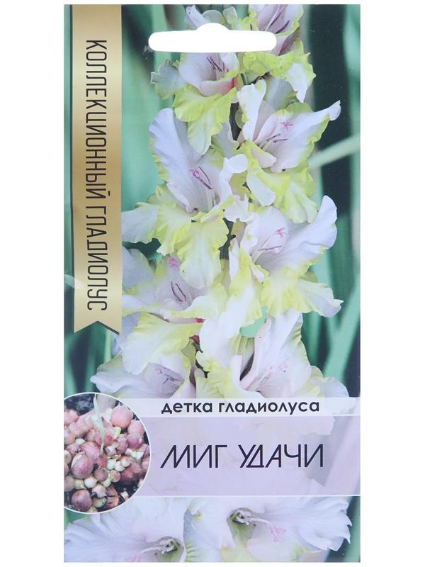 Клубнепочка гладиолуса Миг удачи (бело-желтый), 5 шт.