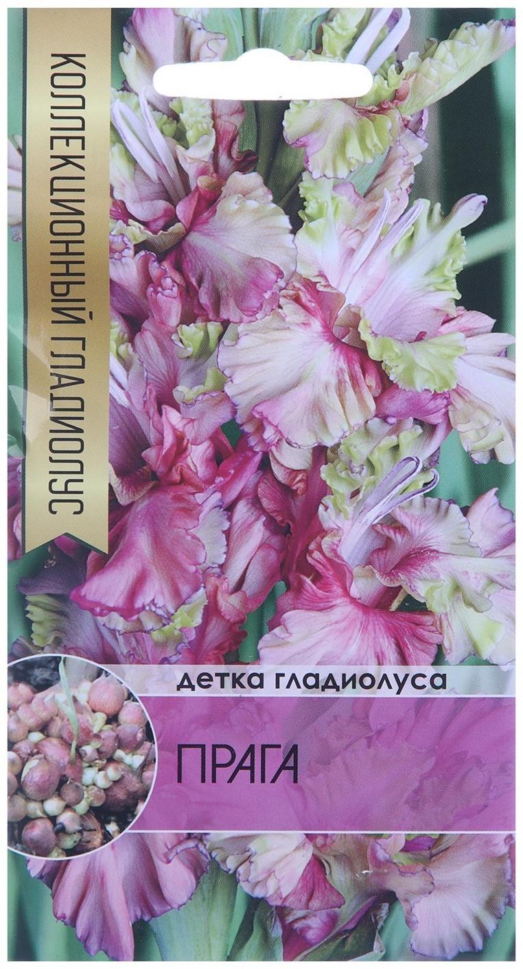 Клубнепочка гладиолуса Прага (голубоватый), 5 шт.