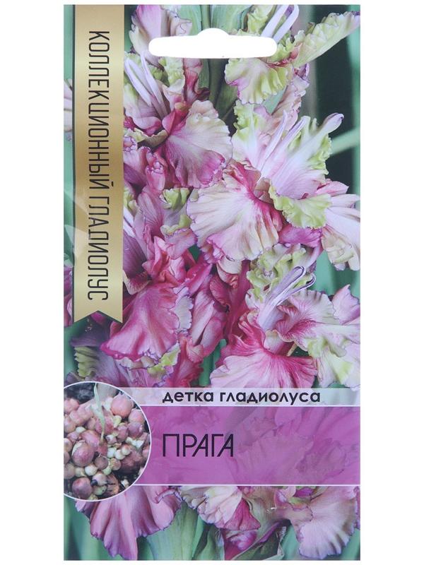 Клубнепочка гладиолуса Прага (голубоватый), 5 шт.