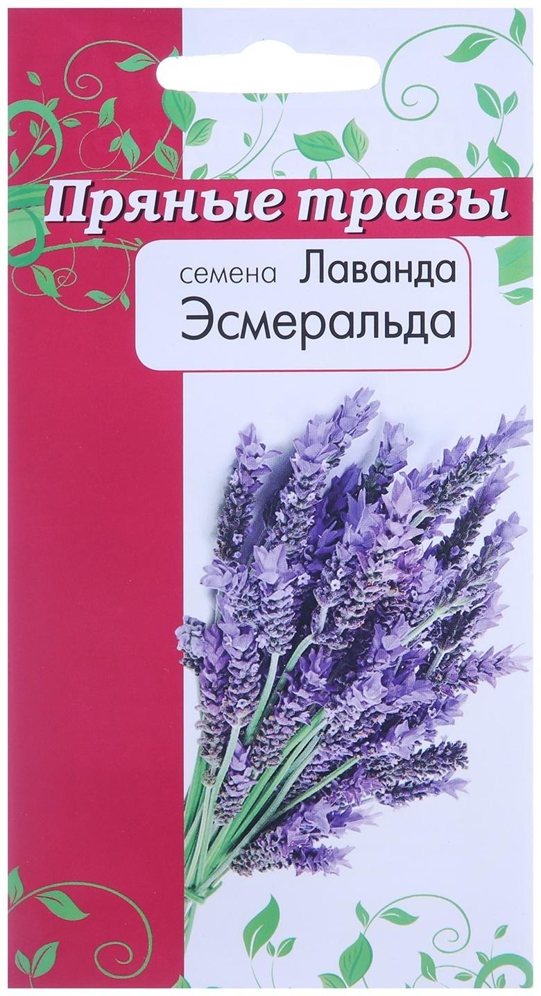 Семена Лаванда Эсмиральда  