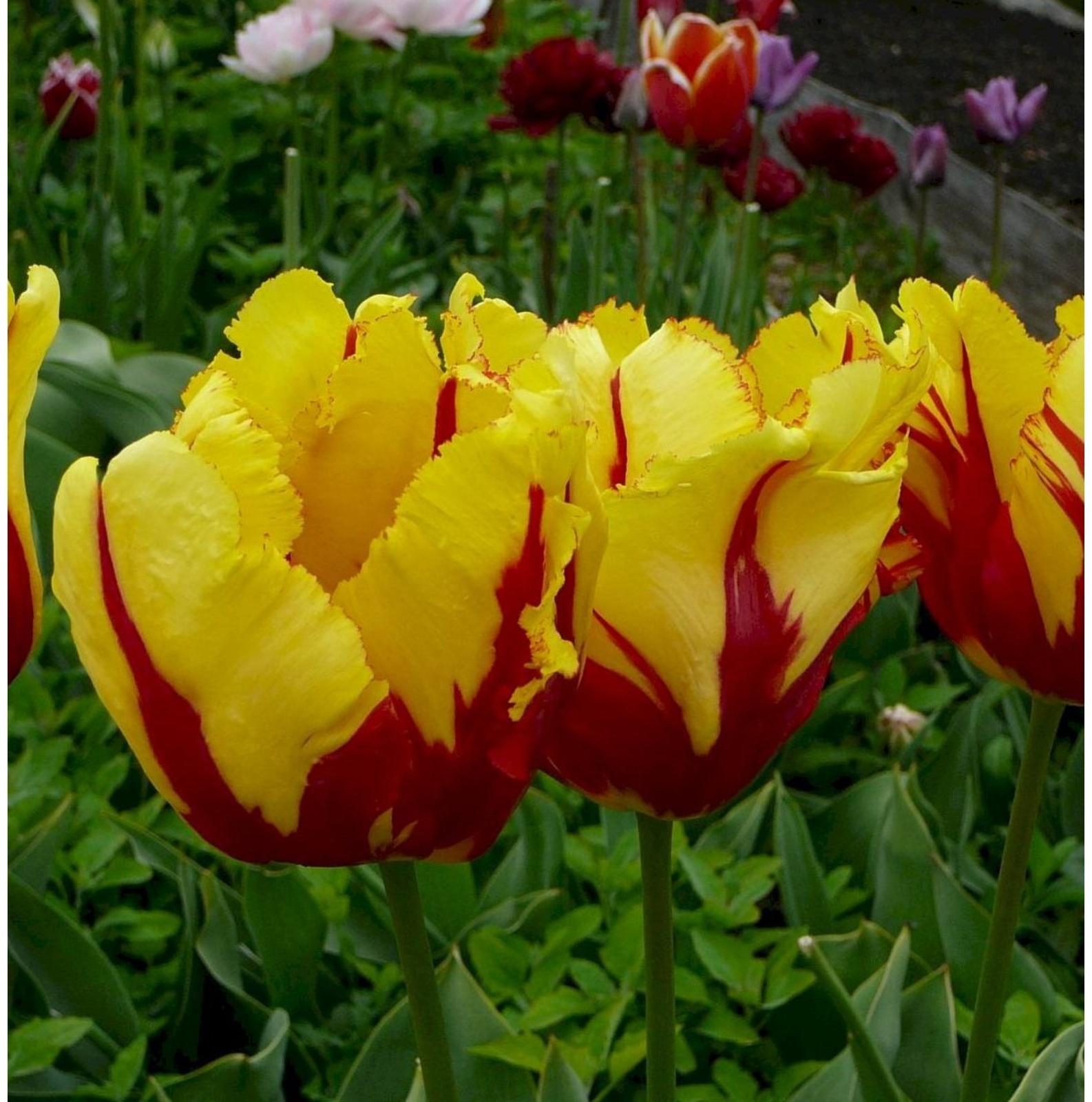 Тюльпан попугайный Техас Флейм, р-р 11/12, 5 шт, Осень 2023