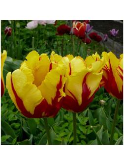 Тюльпан попугайный Техас Флейм, р-р 11/12, 5 шт, Осень 2023