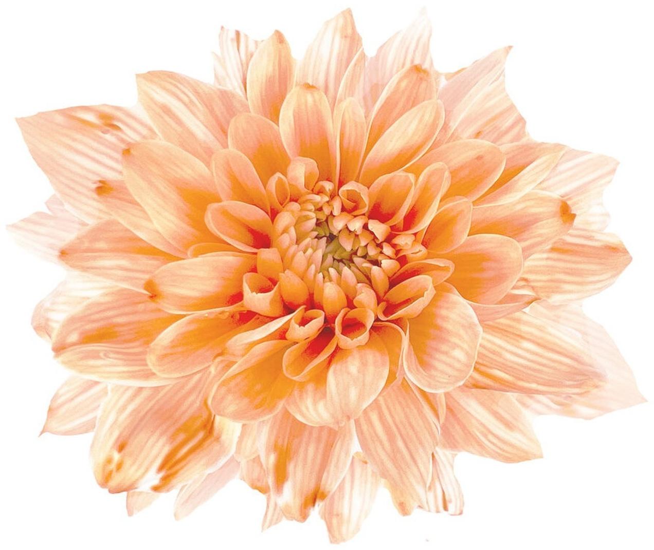 Краситель флористический, для цветов, персиковый, 300 мл