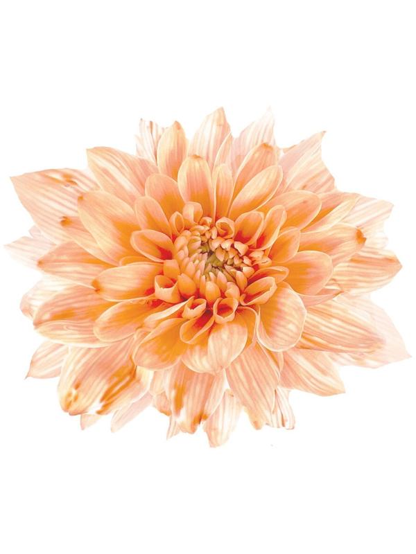 Краситель флористический, для цветов, персиковый, 300 мл