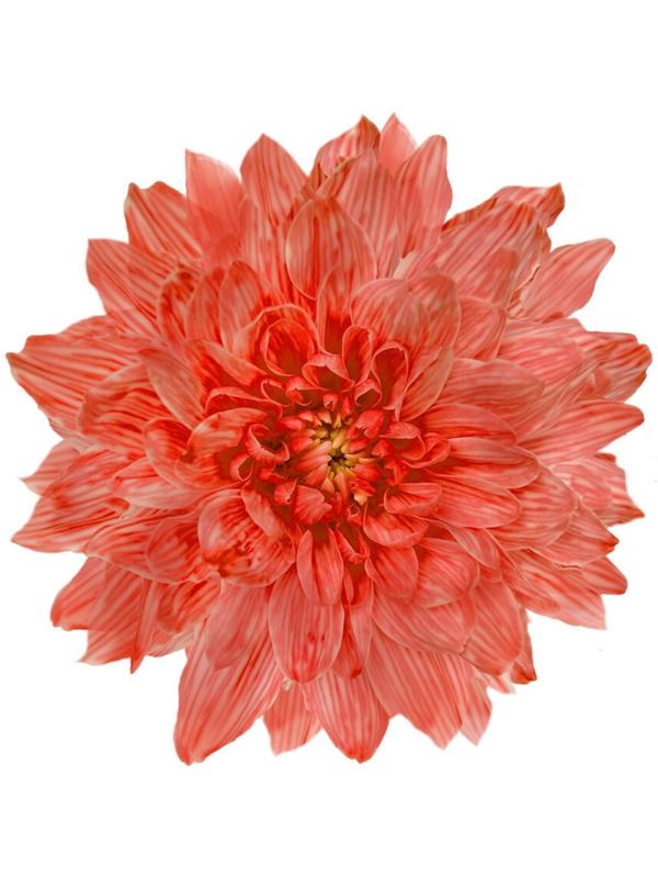 Краситель флористический, для цветов, красный, 300 мл