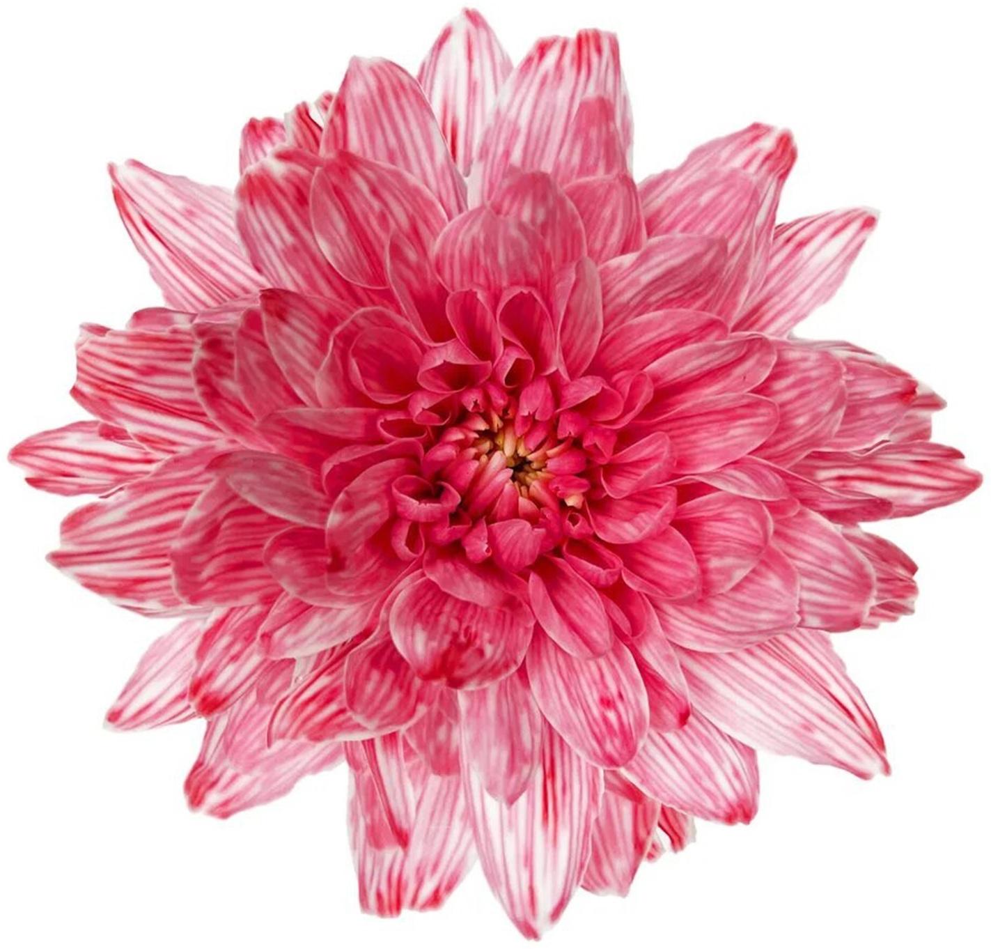 Краситель флористический, для цветов, розовый, 300 мл