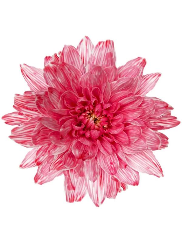 Краситель флористический, для цветов, розовый, 300 мл