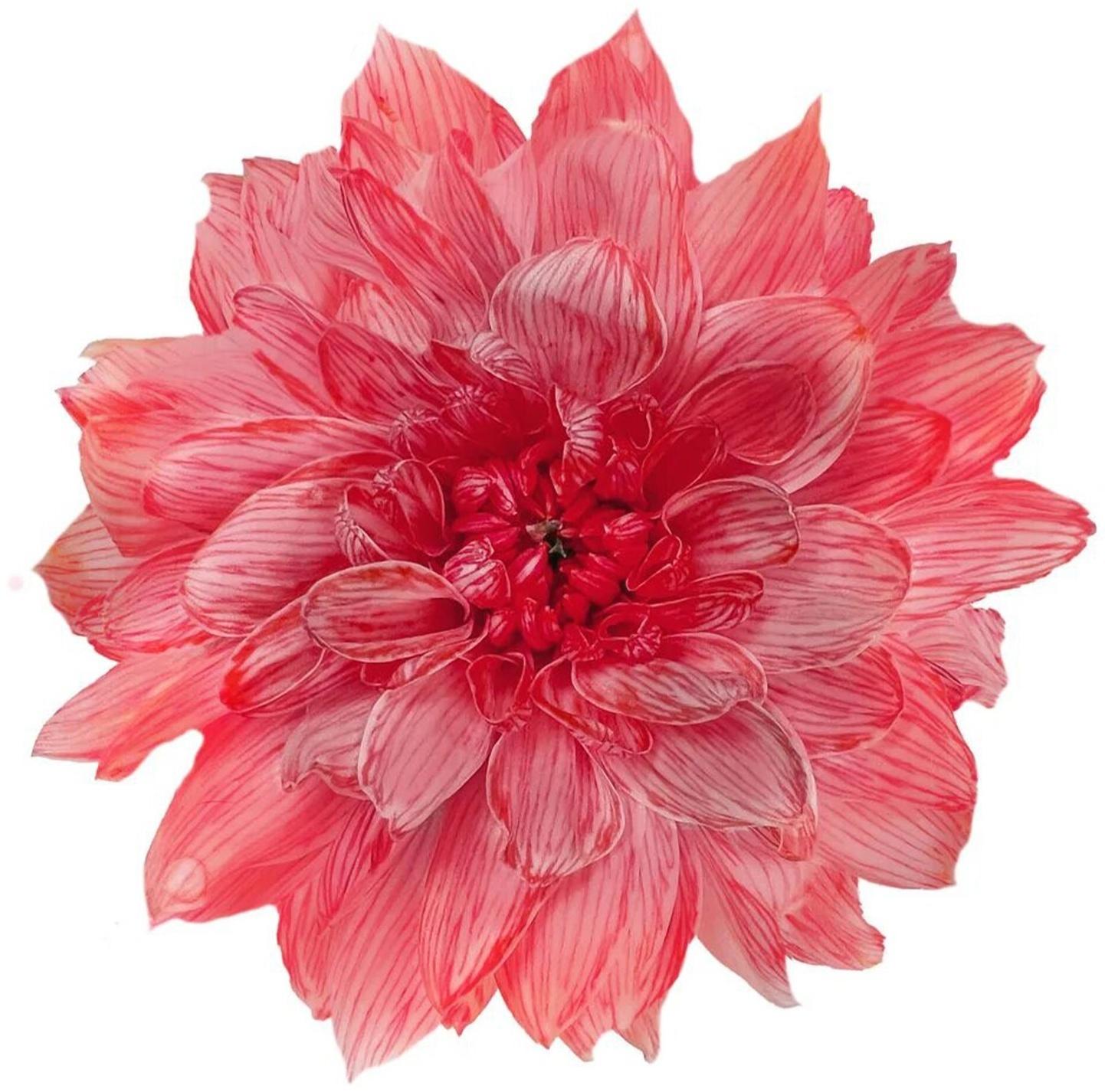 Краситель флористический, для цветов, малиновый, 300 мл