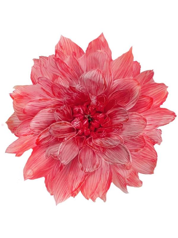 Краситель флористический, для цветов, малиновый, 300 мл