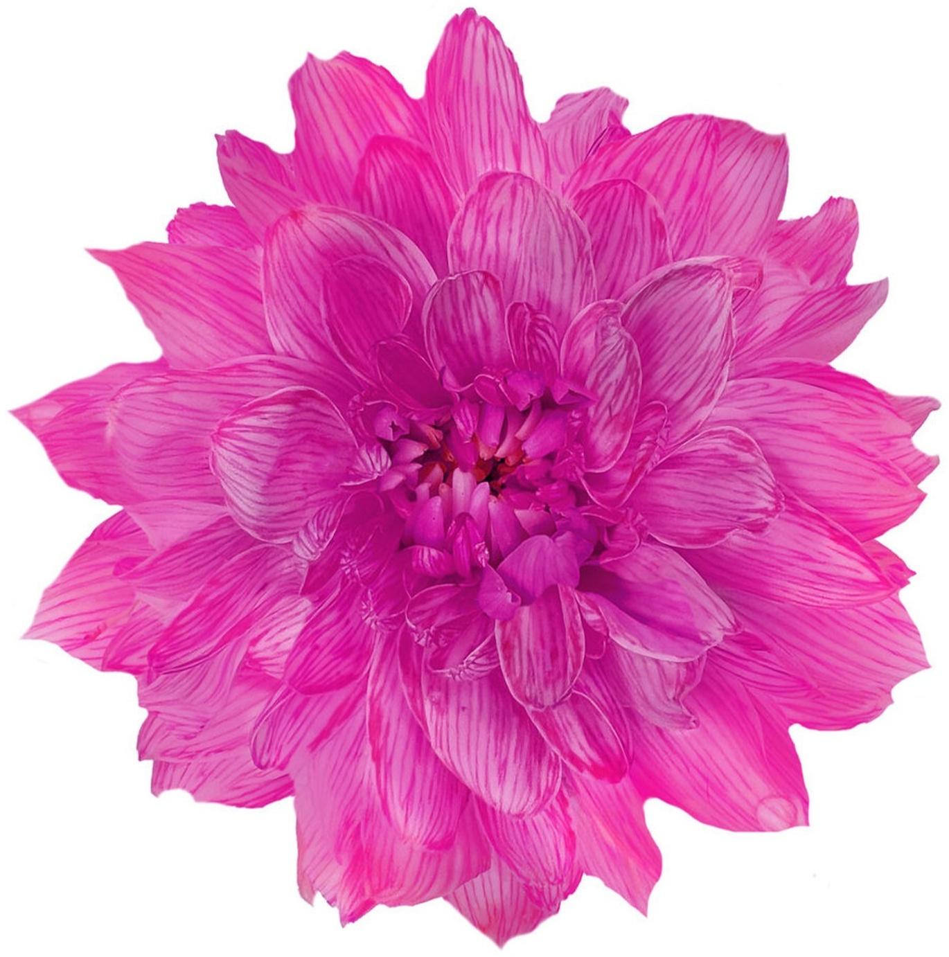 Краситель флористический, для цветов, фуксия, 300 мл