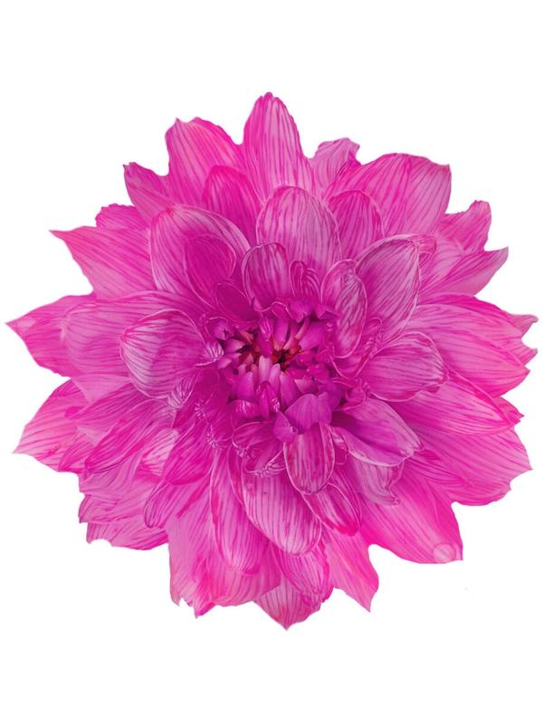 Краситель флористический, для цветов, фуксия, 300 мл