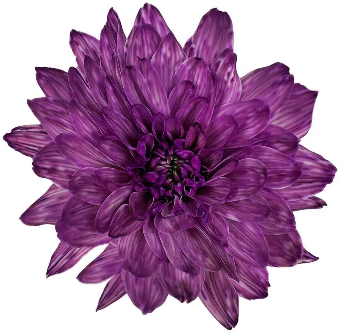 Краситель флористический, для цветов, фиолетовый, 300 мл