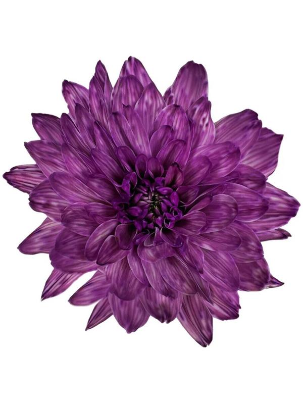 Краситель флористический, для цветов, фиолетовый, 300 мл