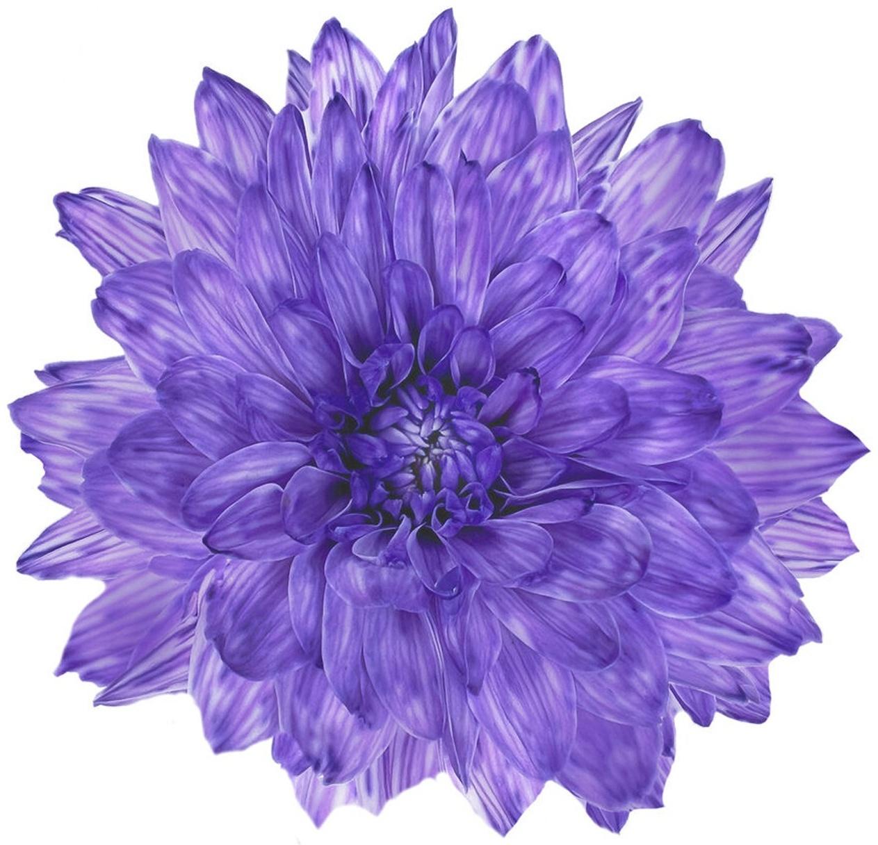 Краситель флористический, для цветов, лавандовый, 300 мл