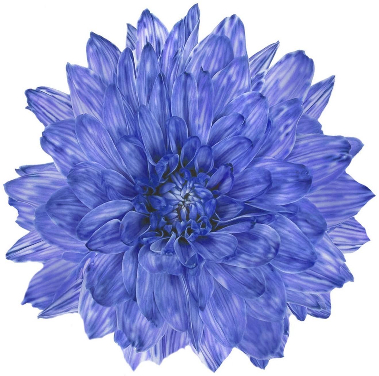 Краситель флористический, для цветов, ультрамарин, 300 мл