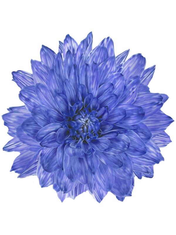 Краситель флористический, для цветов, ультрамарин, 300 мл