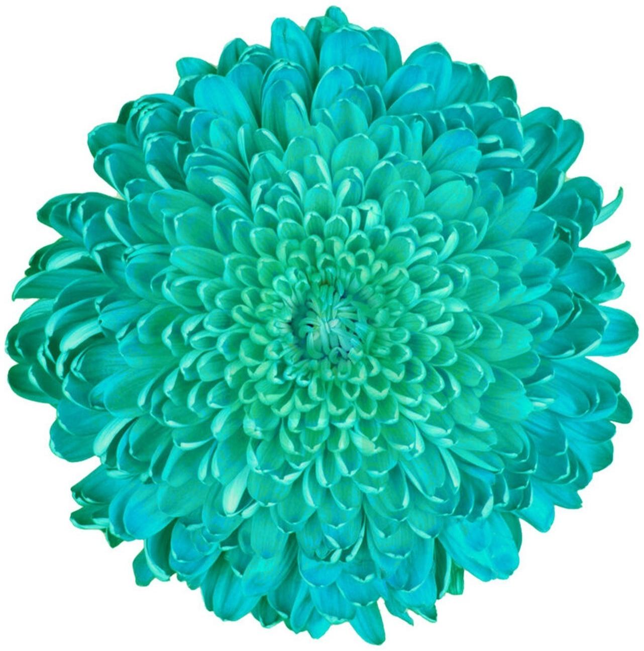 Краситель флористический, для цветов, бирюзовый, 300 мл