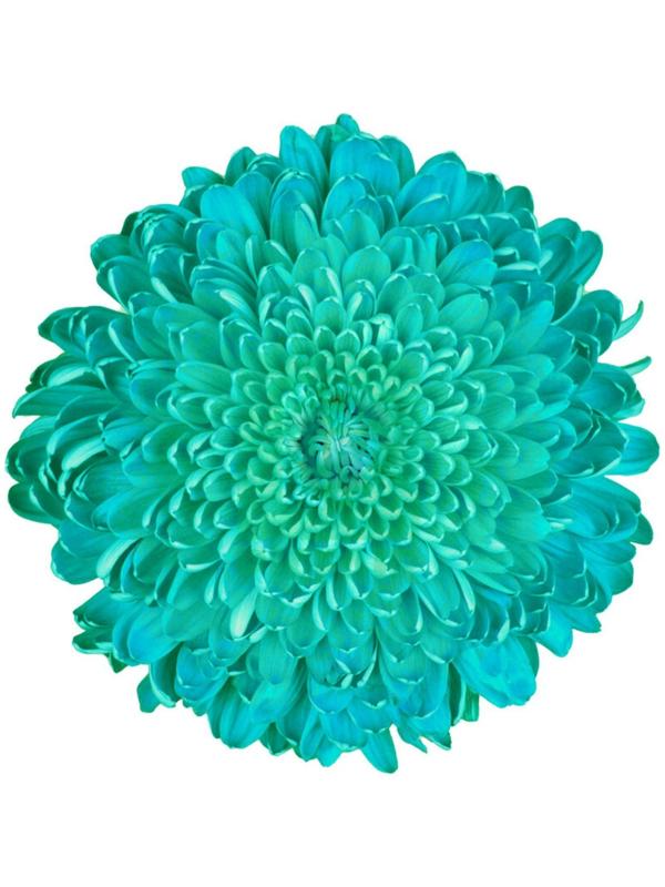 Краситель флористический, для цветов, бирюзовый, 300 мл