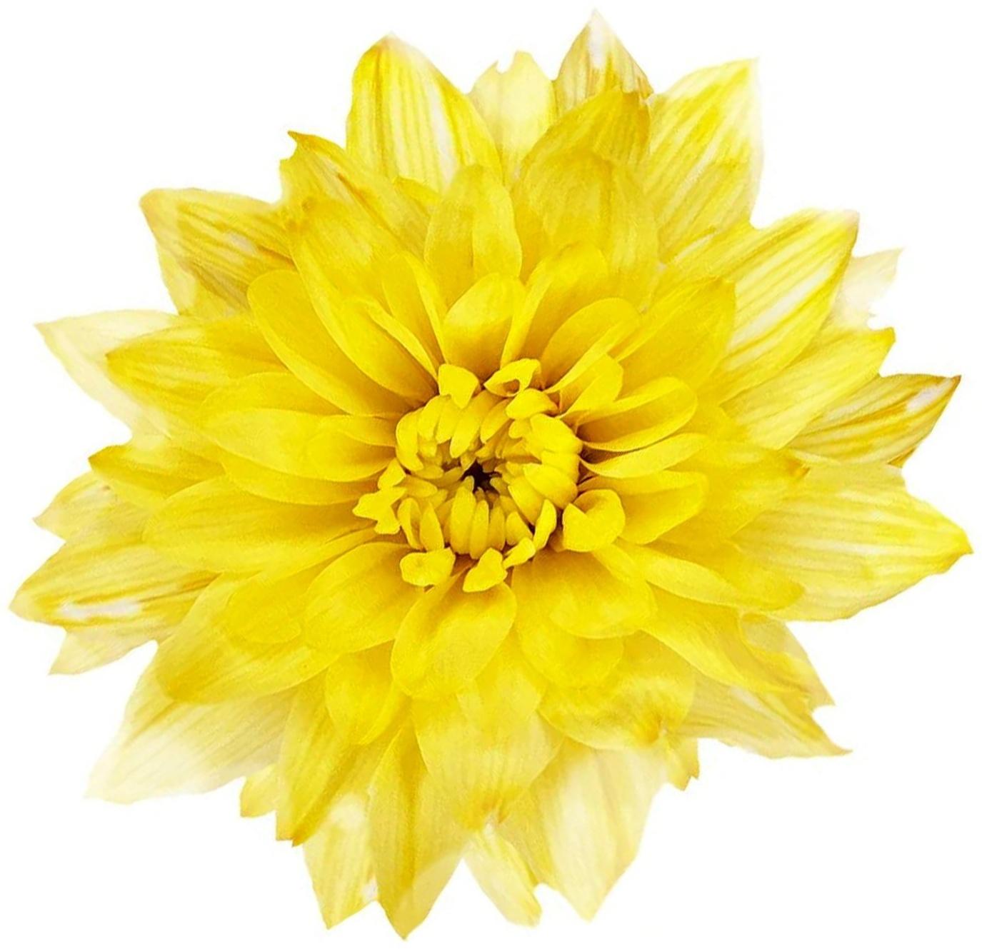 Краситель флористический, для цветов, лимонный, 300 мл