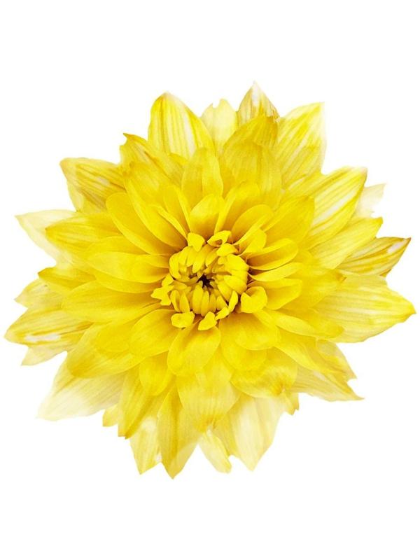 Краситель флористический, для цветов, лимонный, 300 мл