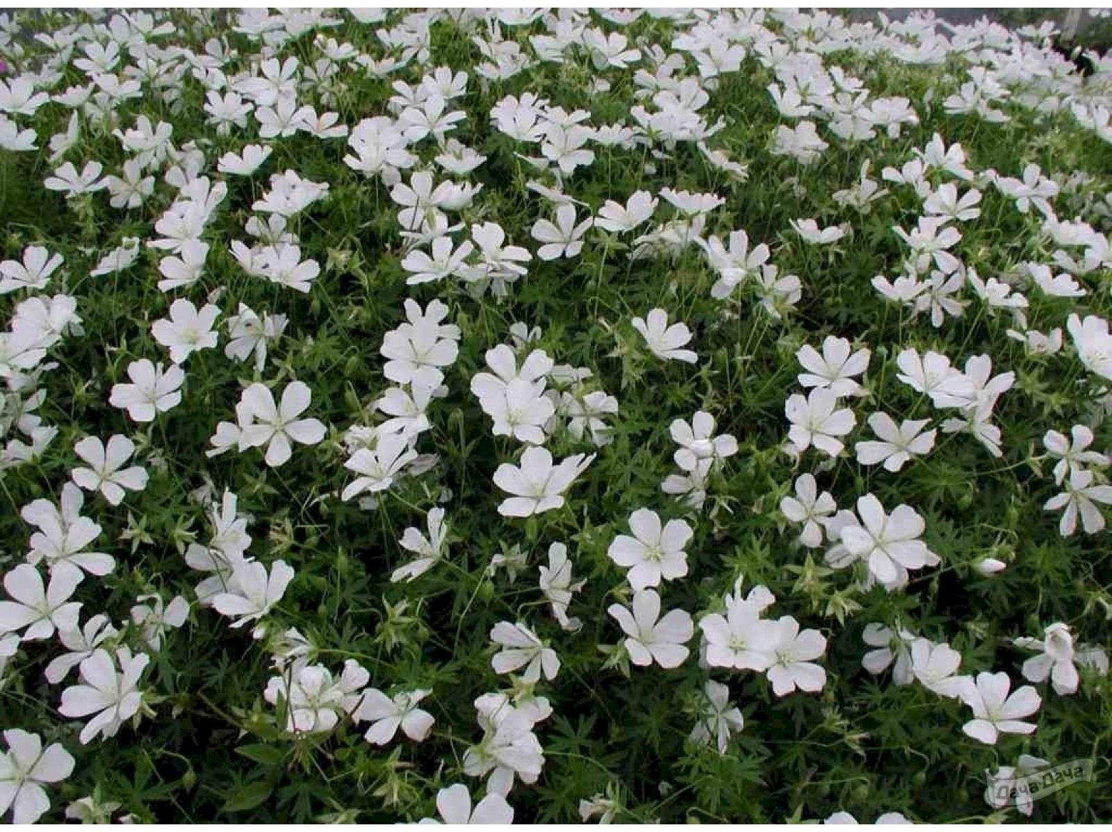 Герань кроваво-красная Альбум, горшок С2, 1 шт, Лето 2023