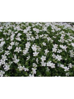 Герань кроваво-красная Альбум, горшок С2, 1 шт, Лето 2023