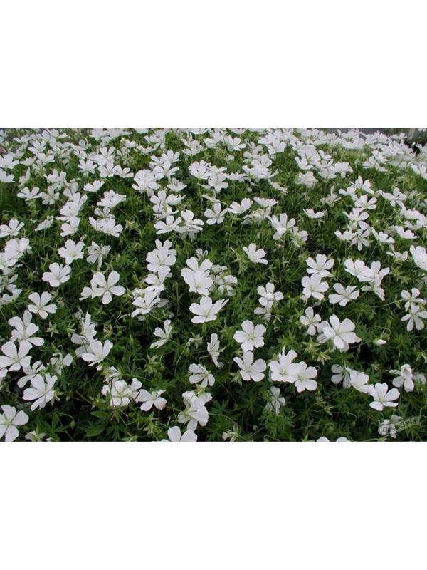 Герань кроваво-красная Альбум, горшок С2, 1 шт, Лето 2023