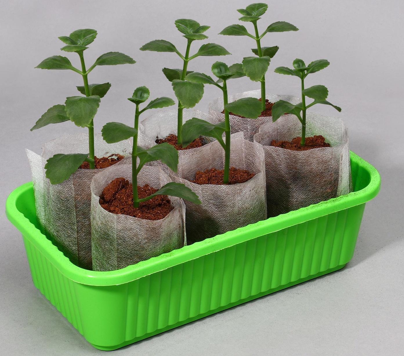 Пакет для рассады, 8 × 11 см, спанбонд плотностью 40 г/м², Greengo