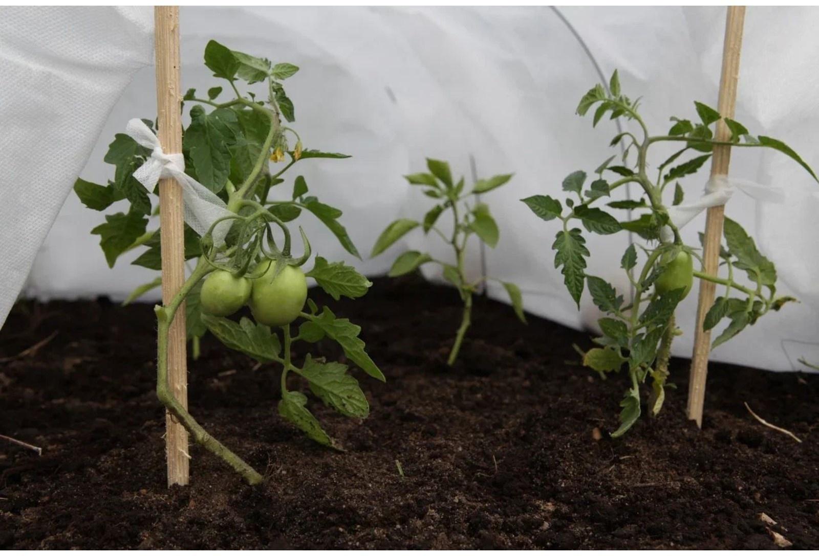 Лента для подвязки растений, 15 м, спанбонд с УФ-стабилизатором, белая