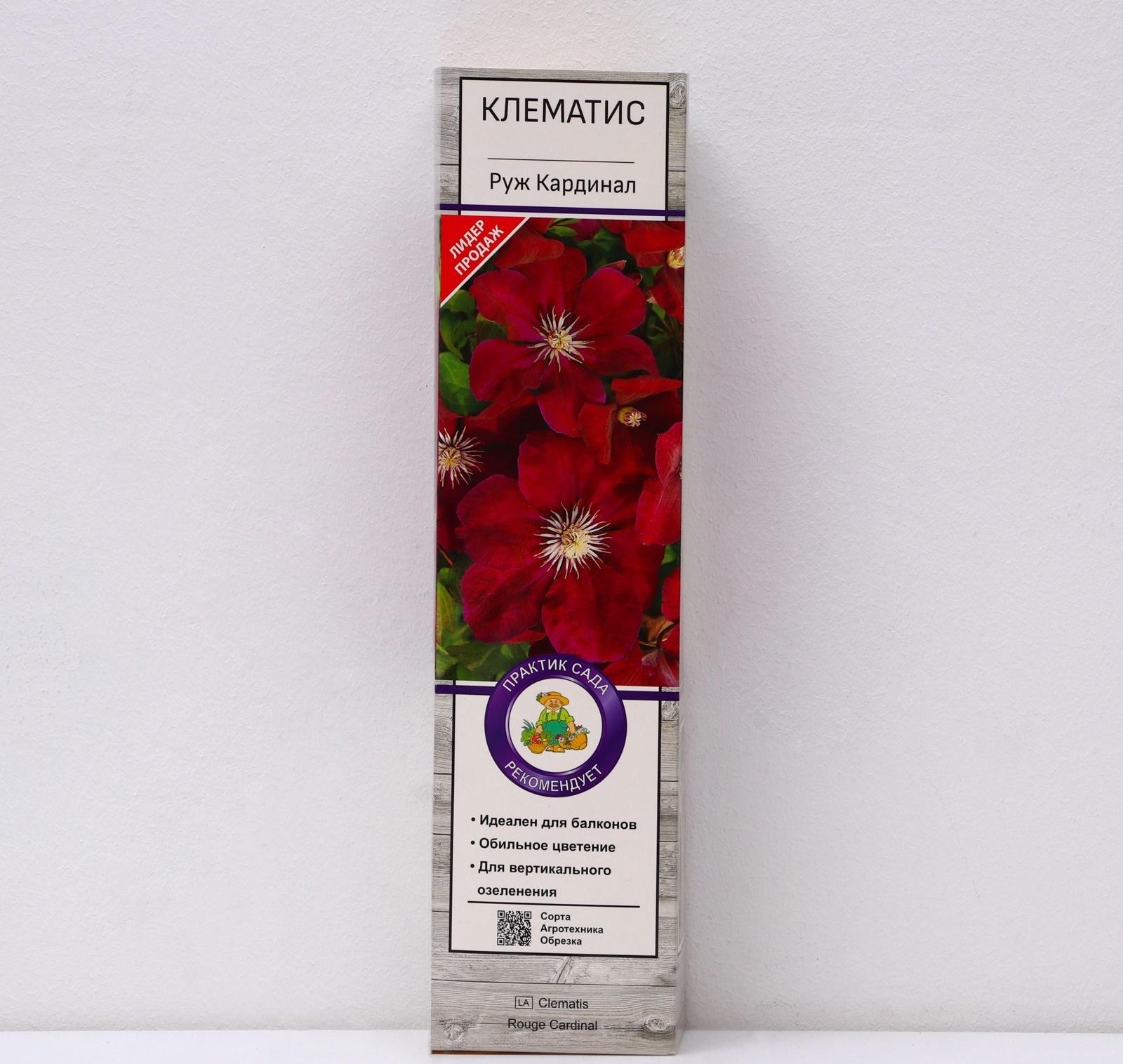 Клематис крупноцветковый 