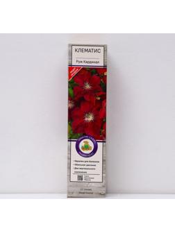 Клематис крупноцветковый 