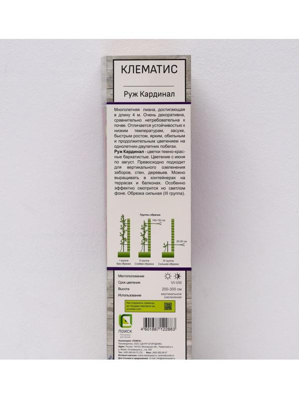 Клематис крупноцветковый 