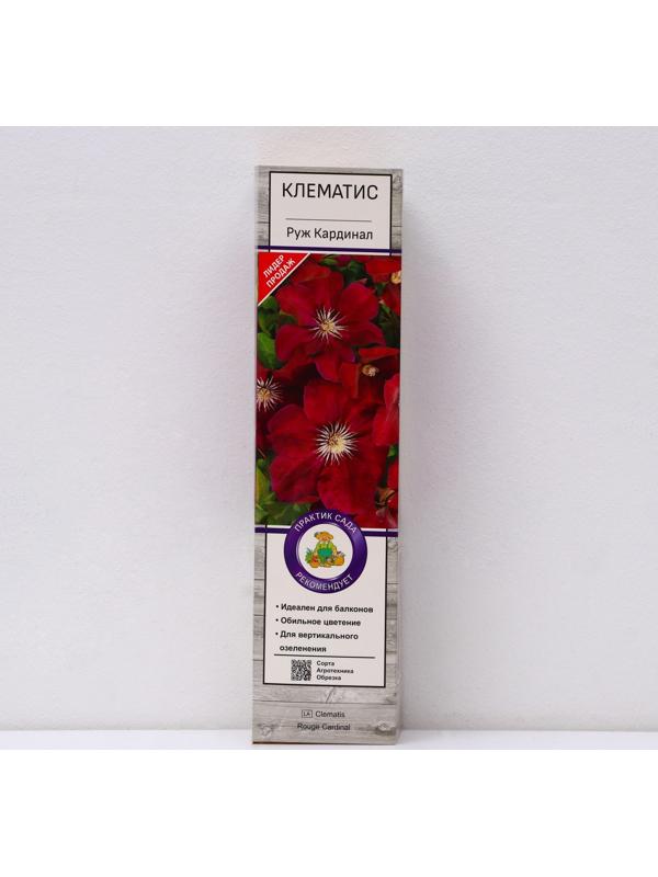 Клематис крупноцветковый 