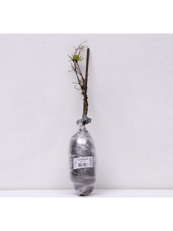 Клематис крупноцветковый 