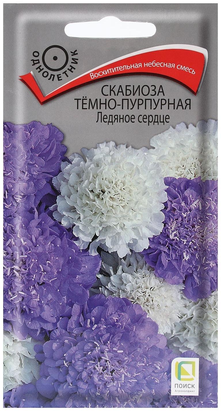 Семена цветов Скабиоза темно-пурпурная 