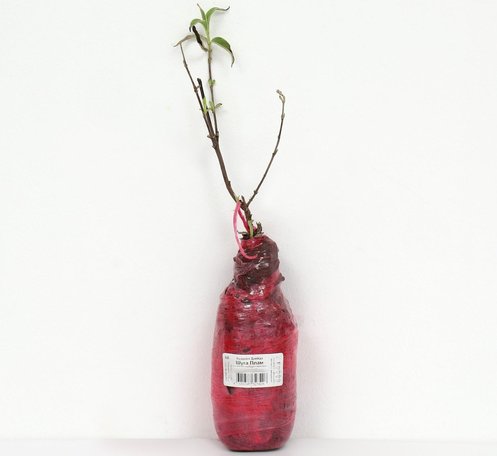 Буддлея Давида Люкс 