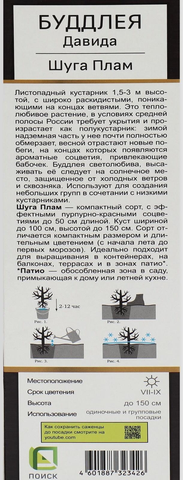 Буддлея Давида Люкс 