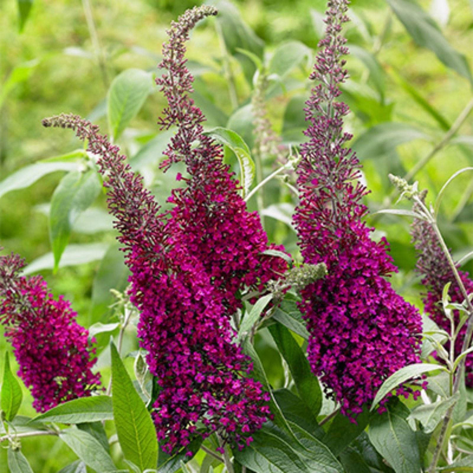 Буддлея Давида Люкс 