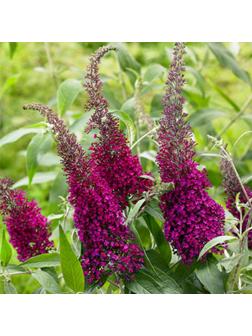 Буддлея Давида Люкс 