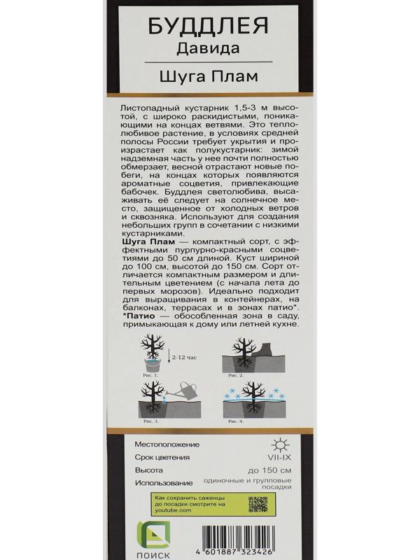 Буддлея Давида Люкс 