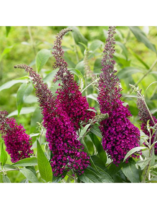 Буддлея Давида Люкс 