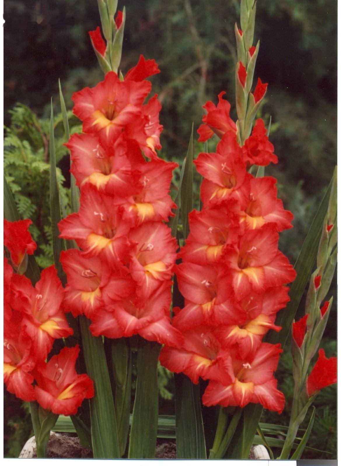 Гладиолус Big Flowers 