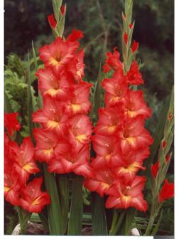 Гладиолус Big Flowers 