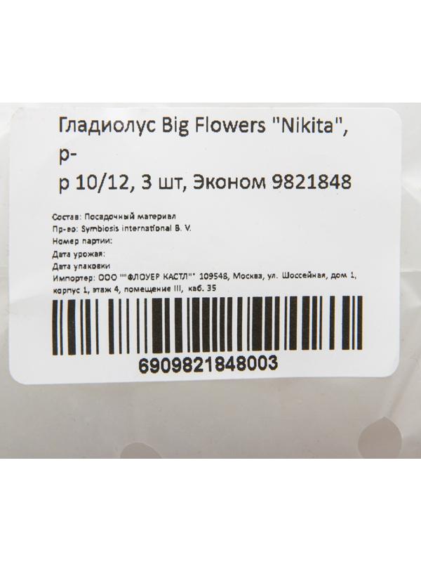Гладиолус Big Flowers 