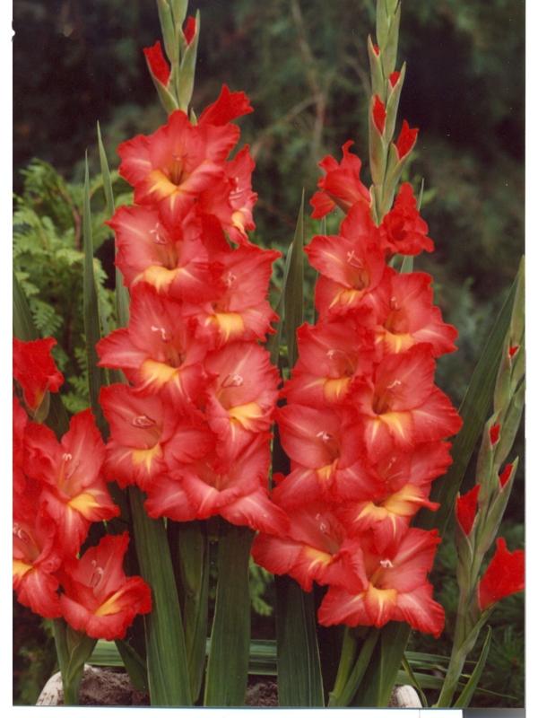 Гладиолус Big Flowers 