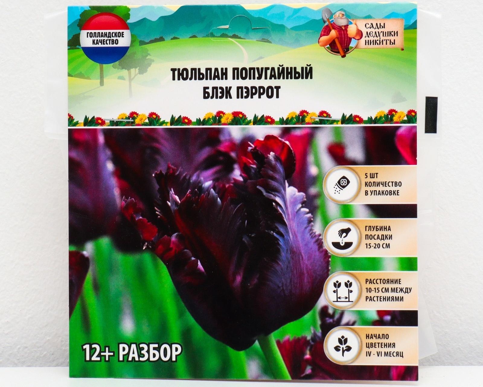 Тюльпан попугайный Блэк Пэррот, р-р 12+, 5 шт, Осень 2023